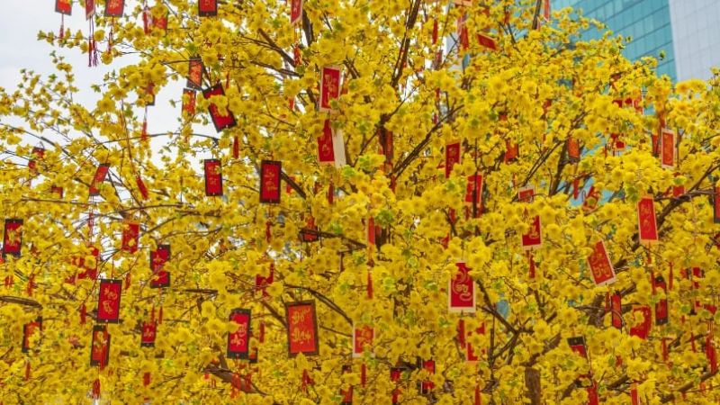 Mai Vàng Miền Nam